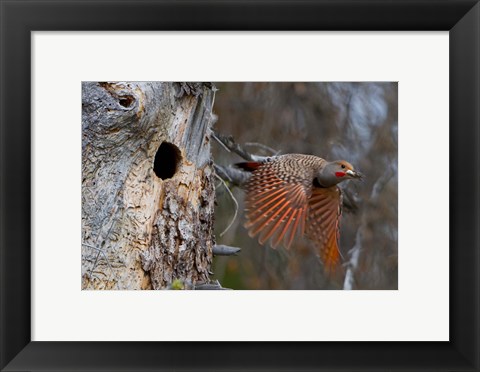 Framed British Columbia, Red-shafted Flicker bird Print