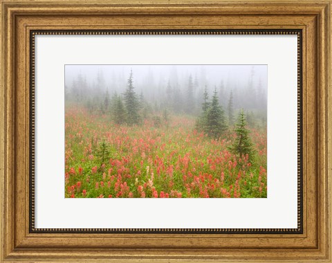 Framed British Columbia, Revelstoke NP, Misty meadow Print