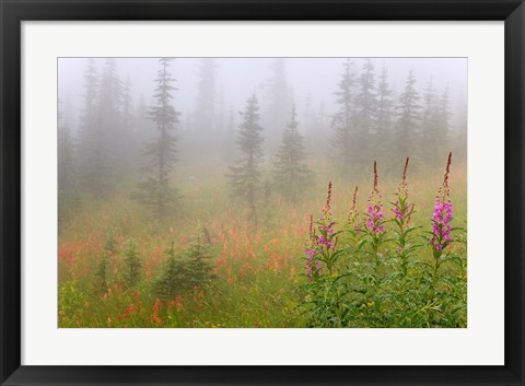 Framed Misty Meadow Scenic, Revelstoke National Park, British Columbia, Canada Print