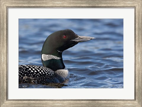 Framed British Columbia Portrait of a Common Loon bird Print