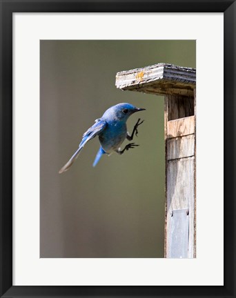 Framed British Columbia, Mountain Bluebird Print