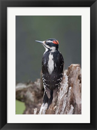 Framed British Columbia, Downy Woodpecker bird Print