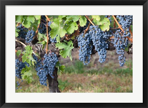 Framed Canada, British Columbia, Osoyoos View of purple grapes in vineyards Print