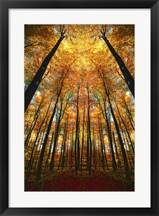 Beginning of Autumn Art by Philippe Sainte-Laudy at FramedArt.com