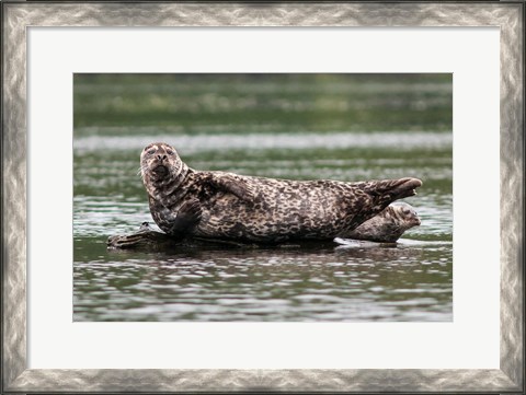 Framed Harbor seal, Great Bear Rainforest, British Columbia, Canada Print