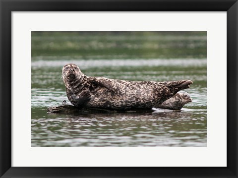 Framed Harbor seal, Great Bear Rainforest, British Columbia, Canada Print