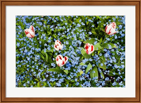 Framed Flowers, Horseshoe Bay, British Columbia Print