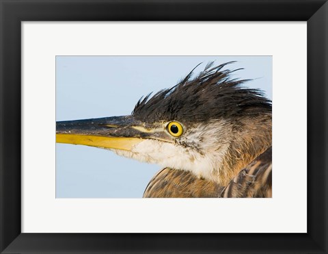 Framed Great blue heron, Boundary Bay, British Columbia Print