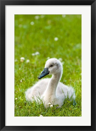 Framed Mute swan cygnet, Stanley Park, British Columbia Print