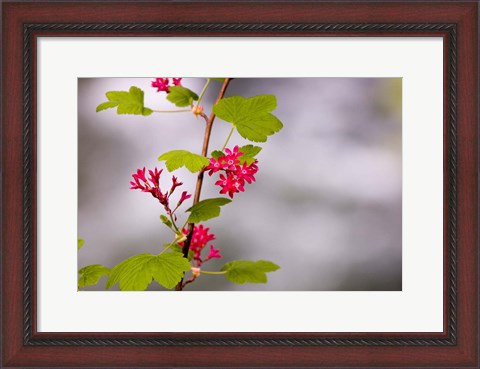 Framed Red-flowering currant, Vancouver, British Columbia Print