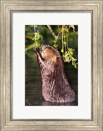 Framed American Beaver, Stanley Park, British Columbia Print
