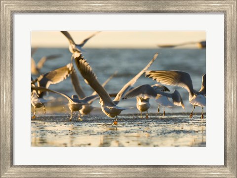 Framed Mew gulls, Stanley Park, British Columbia Print