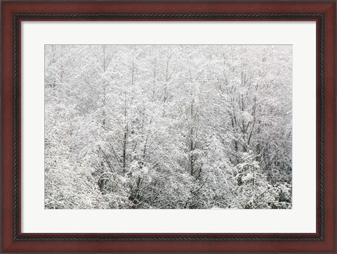 Framed Snow-covered trees, Stanley Park, British Columbia Print