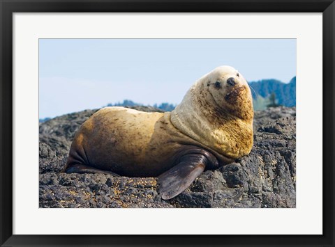 Framed Steller sea lion, Haida Gwaii, British Columbia Print