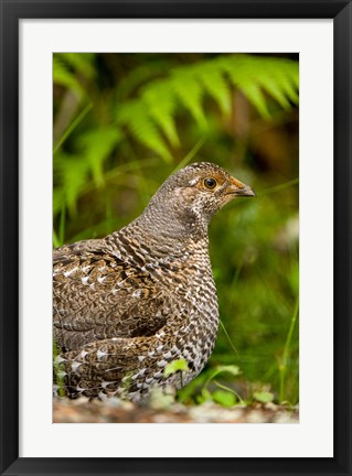 Framed Blue grouse bird, Salt Spring Isl, British Columbia Print