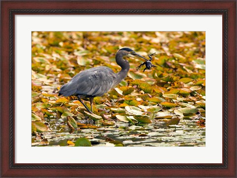 Framed Great blue heron bird, Stanley Park, British Columbia Print