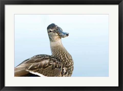 Framed Mallard bird, Stanley Park, British Columbia Print