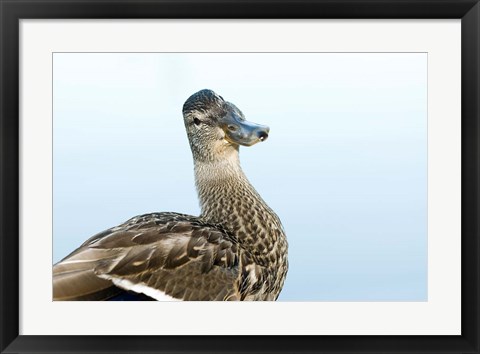 Framed Mallard bird, Stanley Park, British Columbia Print