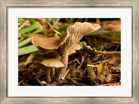 Framed Mushroom, Fungi, Stanley Park, British Columbia Print