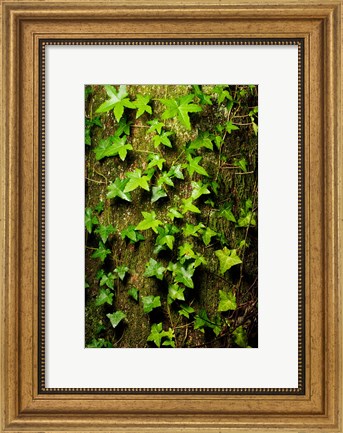 Framed Red cedar English ivy, Stanley Park, British Columbia Print