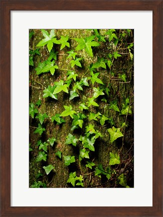 Framed Red cedar English ivy, Stanley Park, British Columbia Print