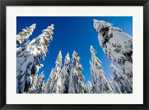 Framed Snow-laden forest, Seymour Mountain, British Columbia Print