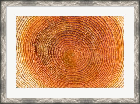 Framed Tree rings, Stanley Park, British Columbia Print