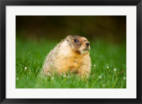 Framed Yellow-bellied marmot, Stanley Park, British Columbia Print