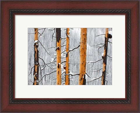 Framed Forest fire, Winter, Kootenay NP, British Columbia Print