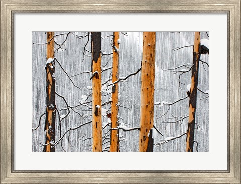 Framed Forest fire, Winter, Kootenay NP, British Columbia Print