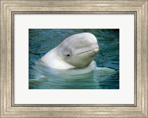 Framed Beluga Whale, Beluga whale, Vancouver Aquarium Print