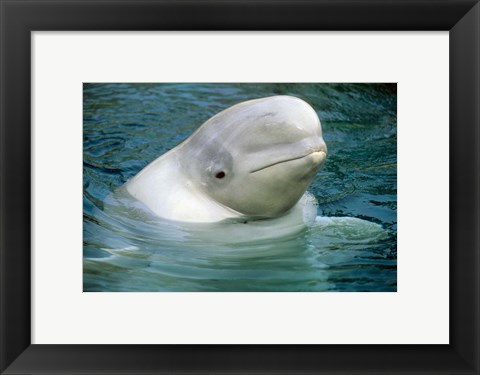Framed Beluga Whale, Beluga whale, Vancouver Aquarium Print