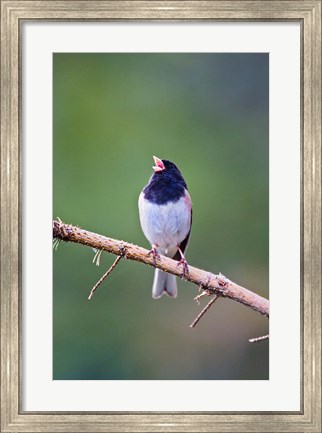 Framed British Columbia, Dark-eyed Junco bird, singing Print