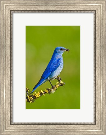 Framed British Columbia, Mountain Bluebird with caterpillars Print