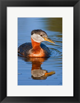 Framed British Columbia, Red-necked Grebe bird in lake Print