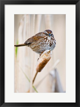 Framed British Columbia, Song Sparrow bird on cattail Print