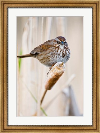 Framed British Columbia, Song Sparrow bird on cattail Print