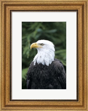 Framed Bald eagle, British Columbia, Canada Print