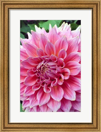 Framed Dahlia flower, Butchart Gardens, British Columbia Print