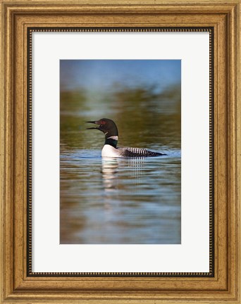 Framed British Columbia, Common Loon bird on lake Print