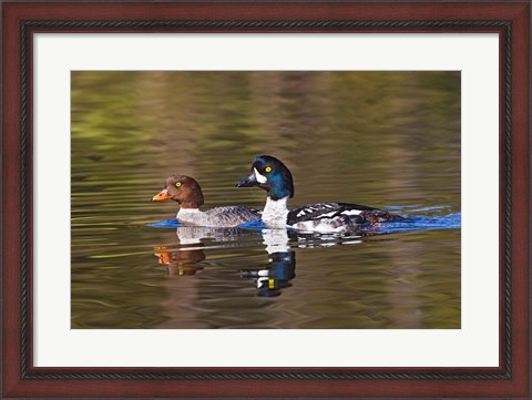Framed British Columbia, near Kamloops, Common Goldeneye ducks Print