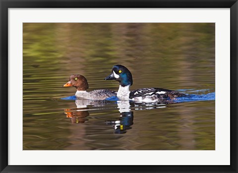 Framed British Columbia, near Kamloops, Common Goldeneye ducks Print