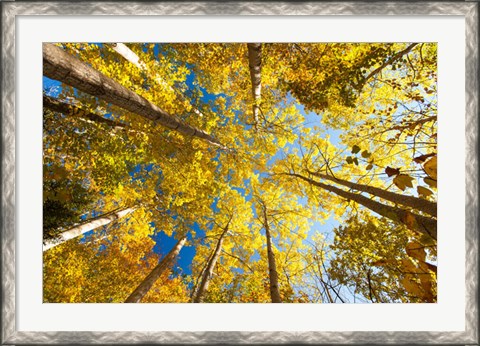 Framed Aspens on the Canon Brook Trail Print