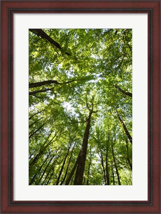 Framed Woods, Shenandoah National Park Print