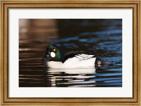 Framed British Columbia, Vancouver, Common Goldeneye duck Print