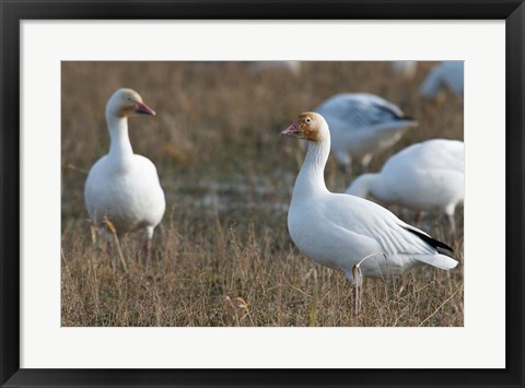 Framed British Columbia, Westham Island, Snow Goose bird Print