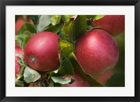 Framed Apples, Okanagan Valley, British Columbia, Canada, Na Print