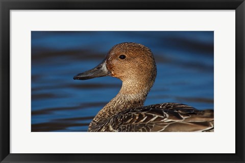 Framed Northern Pintail Hen, George C Reifel Migratory Bird Sanctuary, Westham Island, British Columbia, Canada Print