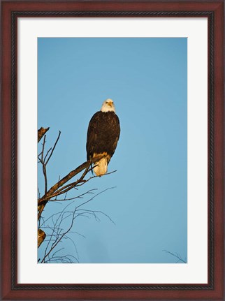 Framed Bald Eagle, Vancouver, British Columbia, Canada Print
