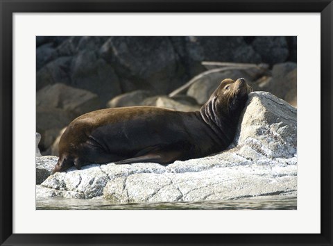 Framed Sea Lions, Batley Island, Pacific Rim, British Columbia Print